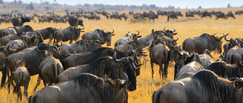 herd immunity in cyber security vaccinations and zero threat patches firewalls firmware